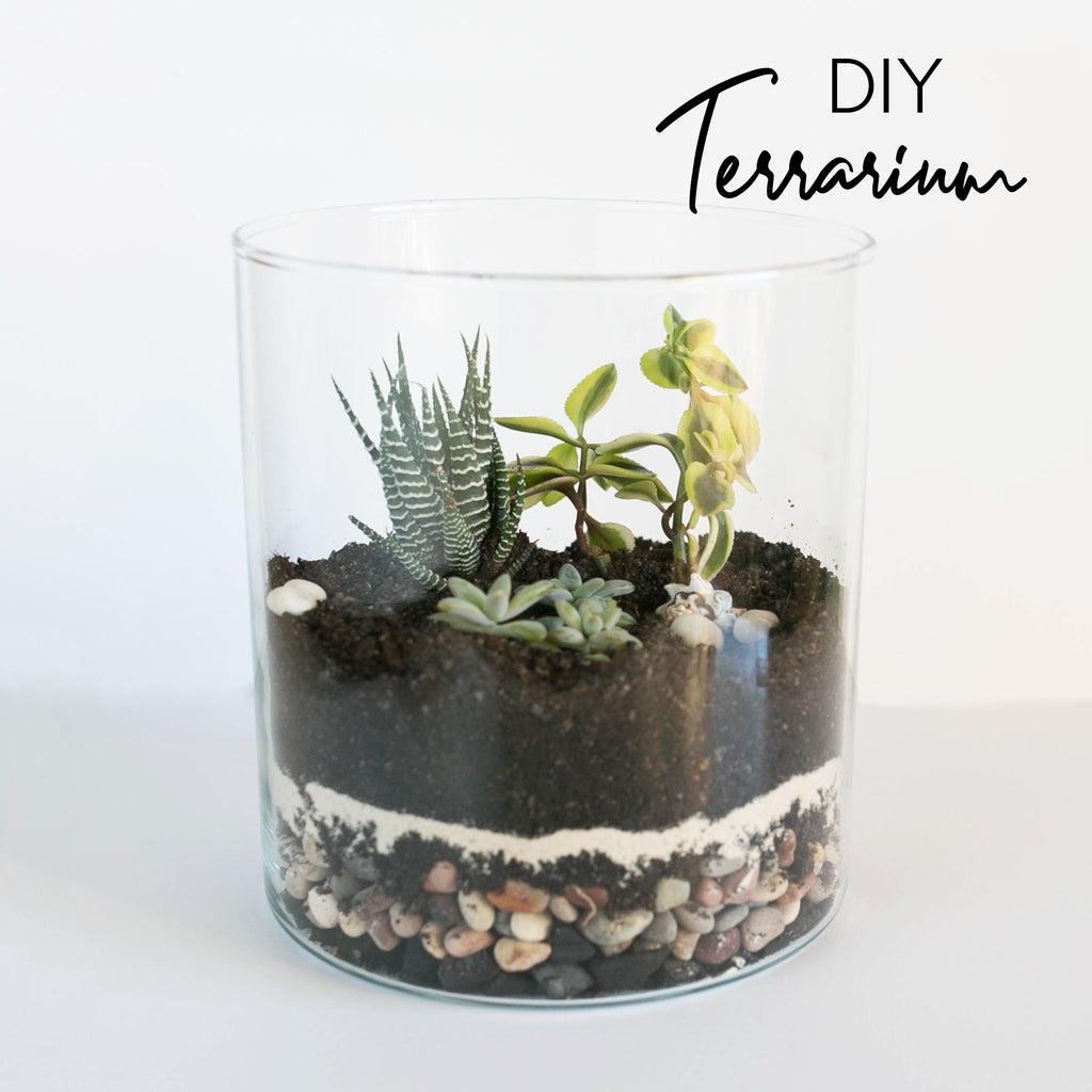 DIY Super Easy Terrarium